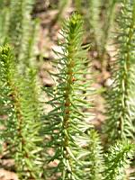 Hippuris vulgaris (fam Hippuridacees) (rg temperees) (3) (Photo F. Mrugala)